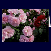 Pink Roses Card cards