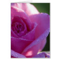 Pink Roses Dew cards by lifesphere Pink Roses Dew cards
