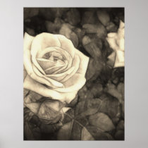 Pink Roses in Anzures 1 Antiqued Posters