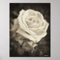 Pink Roses in Anzures 2 Antiqued Print