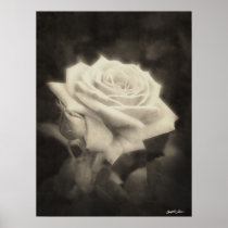 Pink Roses in Anzures 3 Antiqued Posters