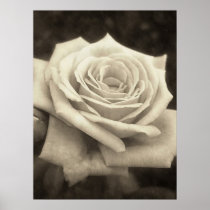 Pink Roses in Anzures 4 Antiqued Poster