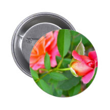 pink roses.jpg