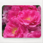pink, flower, gift, roses, summer, mousepad,