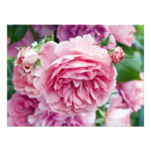 Pink Roses Personalized Invites