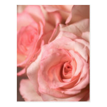 Pink Roses Post Cards