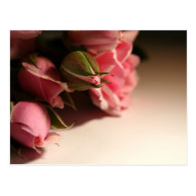 Pink Roses Post Cards
