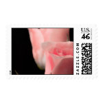 Pink Roses stamp