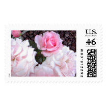 pink roses postage