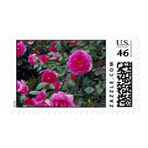 Pink Roses Postage Stamps stamps