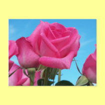 Pink Roses postcards