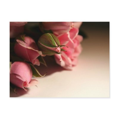 Pink Roses postcards