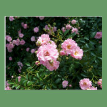 Pink Roses Postcard postcards