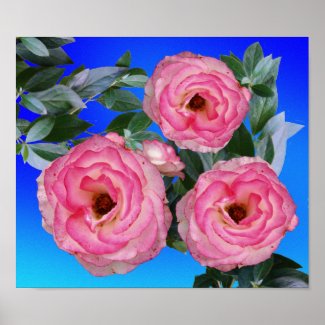 pink roses poster print