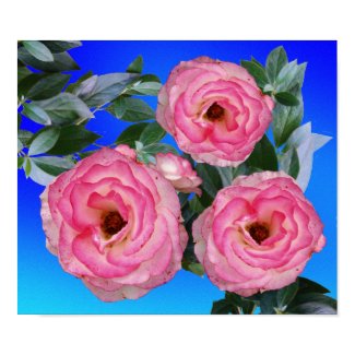 pink roses poster print