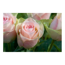 Pink Roses Poster posters