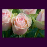 Pink Roses Poster