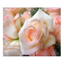 Pink Roses posters