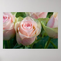 Pink Roses Poster
