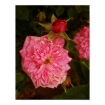 Pink Roses posters