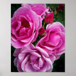 Pink Roses Posters