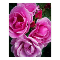 Pink Roses posters