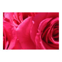 Pink Roses posters by reginakempf Pink Roses posters