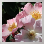 Pink Roses Print posters