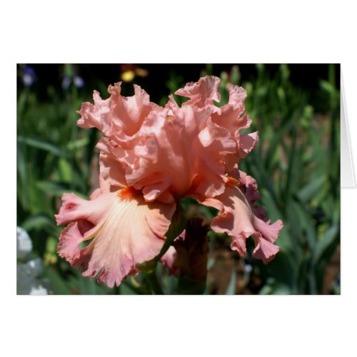 Pink Ruffled Iris card