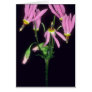 Pink Sailor Caps, (Dodecatheon Hendersonii) flower Cards