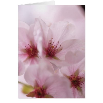 Pink Sakura Flower Card Blank by LittleMilkyShop
