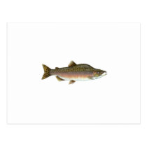 Pink Salmon postcards