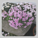 Pink Saxifrage stickers