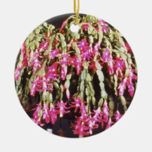 Pink Schlumbergera Bridgesii (Christmas Cactus) fl Ornament
