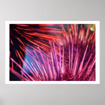 Pink Sea Urchins Poster