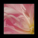 Pink Shade Magnet by pulsDesign Pink Shade Magnet