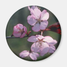 Pink Sheridan cherries flowers Refrigerator Magnet