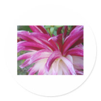 pink shot stickers by Elfain pink shot stickers