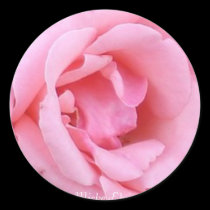 Pink Single Rose Closeup stickers by mickeyelvis128 Pink Single Rose Closeup stickers