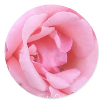 Pink Single Rose Closeup stickers by mickeyelvis128 Pink Single Rose Closeup stickers