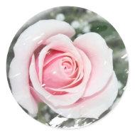 Pink Single Rose Faded and Rubbed sticker