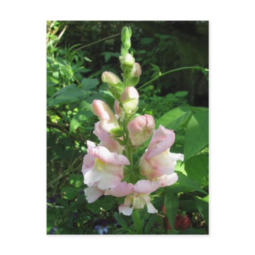 Pink Snapdragon postcard