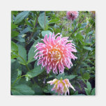Pink Spider Dahlia Fridge Magnets