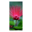 Pink Spikes posters