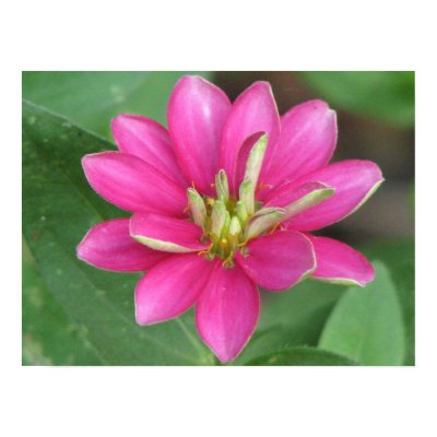 Pink Spiky Flower Poster by princessklb07