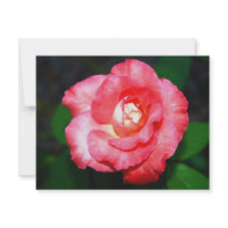 Pink splendor invitations
