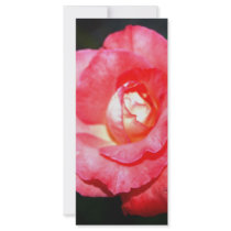 Pink splendor rack cards