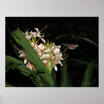 Pink Spotted Hawk Moth on Peach Ginger Poster