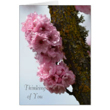 Pink Spring Flowering Tree Greeting Card
