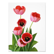 Pink Spring Tulip Bouquet Photograph